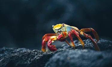 bright yellow and red crab on galopagos islands dark grey gravel