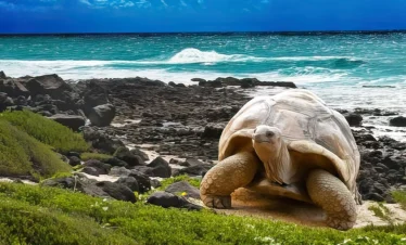 turtle walking on galapagos islands with ocean waves behind it